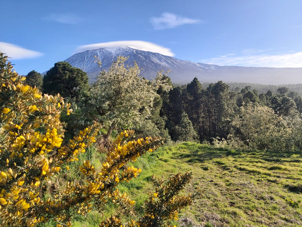 Hiking in Tenerife - information and tips for you