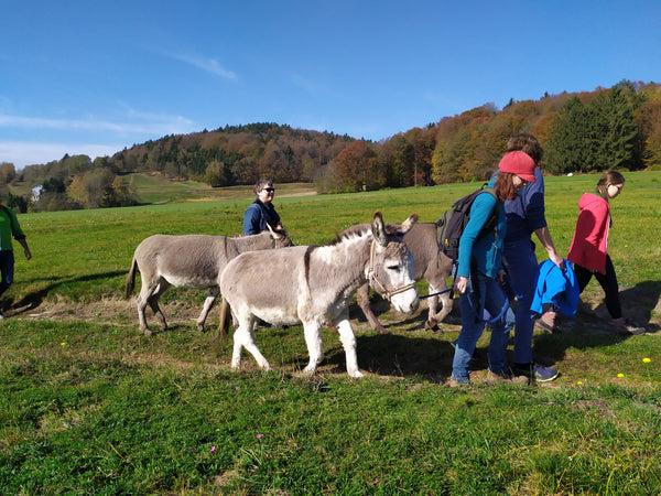 Das ideale Geschenk: Tickets fürs Eselwandern!