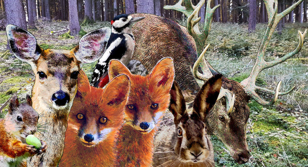 Ζώα στο δάσος - Μια διαφορετική συνάντηση