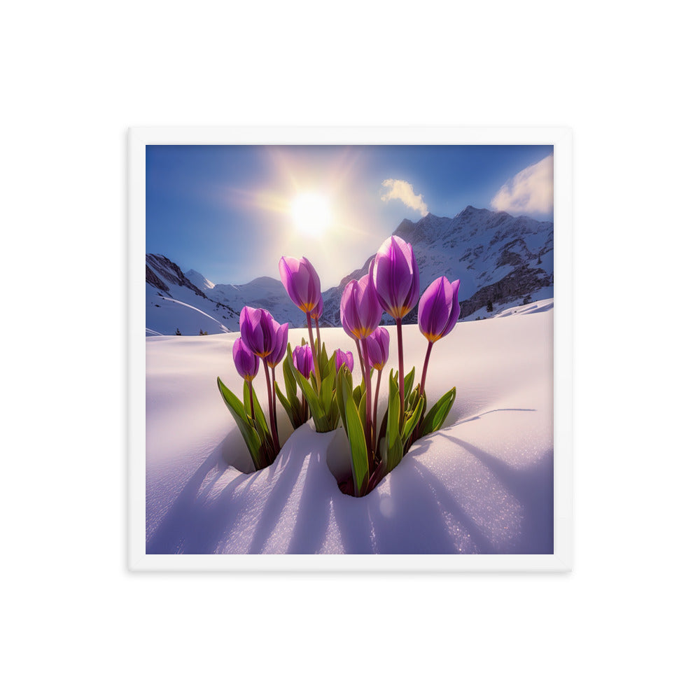 Tulpen im Schnee und in den Bergen - Blumen im Winter - Premium Poster mit Rahmen berge xxx 45.7 x 45.7 cm